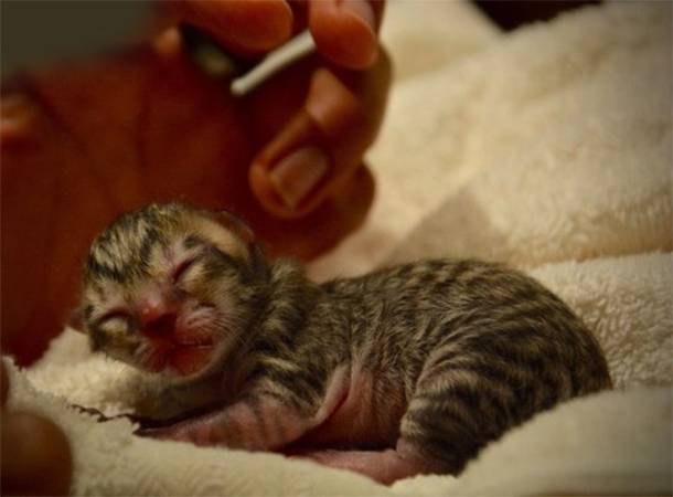 Family Rescues Tiny ‘Kitten’ Only to Discover it’s not a regular kitten