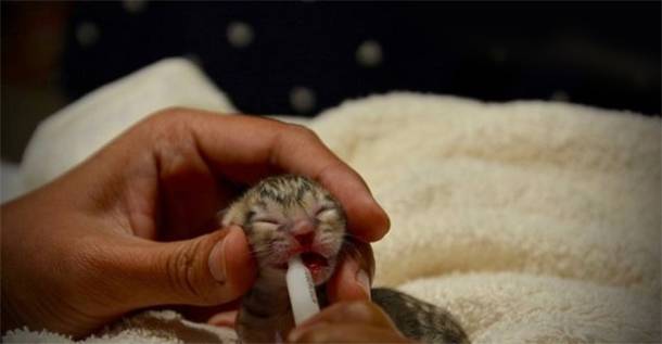 Family Rescues Tiny ‘Kitten’ Only to Discover it’s not a regular kitten