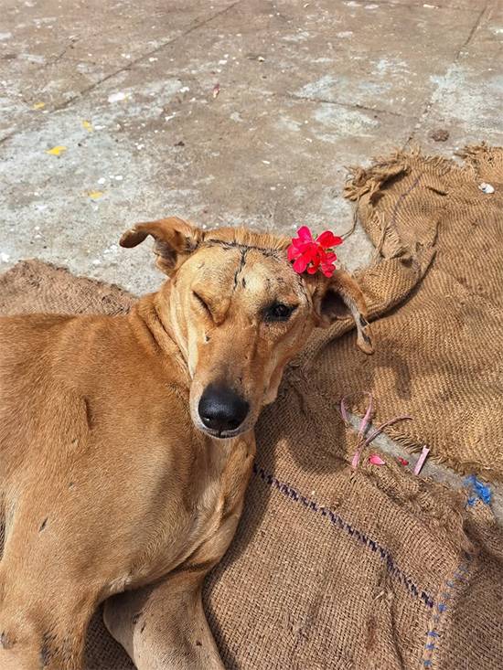 From pain to hope: Stray dog with massive tumor on his head gets a second chance at life in India