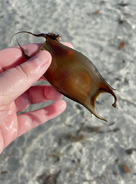 Woman Discovers a 'Mermaid’s Purse' on Florida Beach and Witnesses a Rare Birth