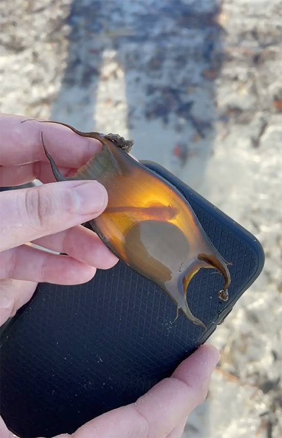 Woman Discovers a 'Mermaid’s Purse' on Florida Beach and Witnesses a Rare Birth