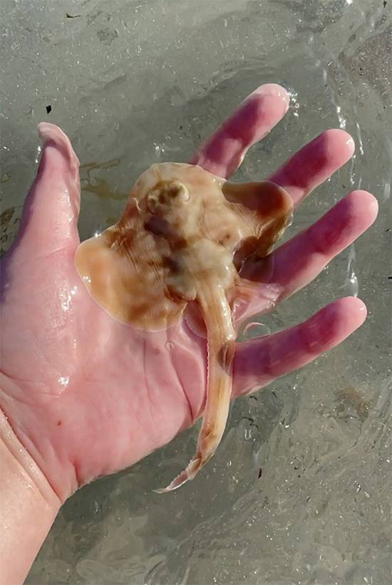 Woman Discovers a 'Mermaid’s Purse' on Florida Beach and Witnesses a Rare Birth