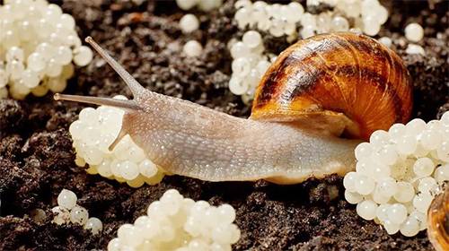 Mysterious White Balls in My Garden Turned Out to Be Something Unexpected