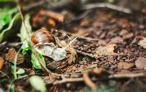 Mysterious White Balls in My Garden Turned Out to Be Something Unexpected