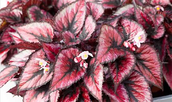 Rex Begonia Care: How to Grow Stunning Foliage Without Common Mistakes