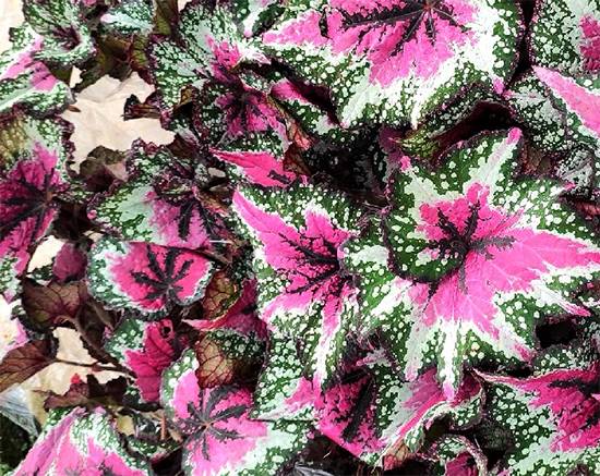 Rex Begonia Care: How to Grow Stunning Foliage Without Common Mistakes