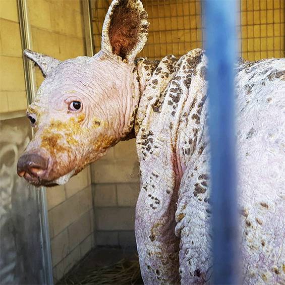Hairless Bear Found in Dumpster Makes Incredible Recovery After One Year