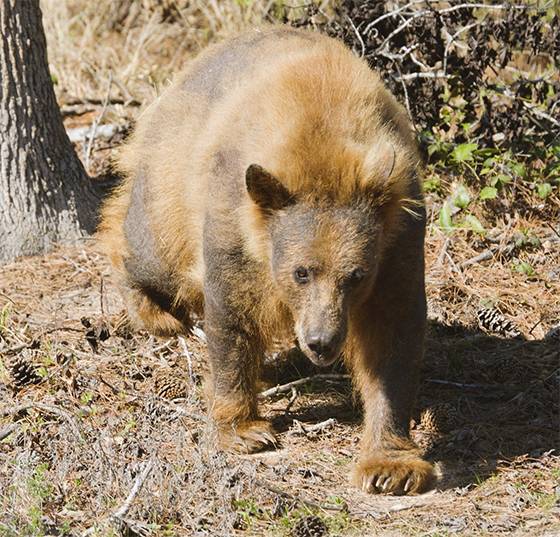 Hairless Bear Found in Dumpster Makes Incredible Recovery After One Year