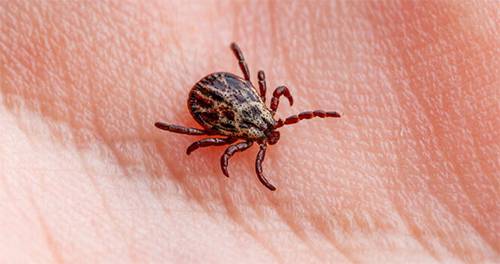 Safe and Smart: How to Properly Dispose of Ticks and Prevent Tick-Borne Diseases