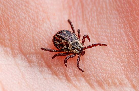 Safe and Smart: How to Properly Dispose of Ticks and Prevent Tick-Borne Diseases