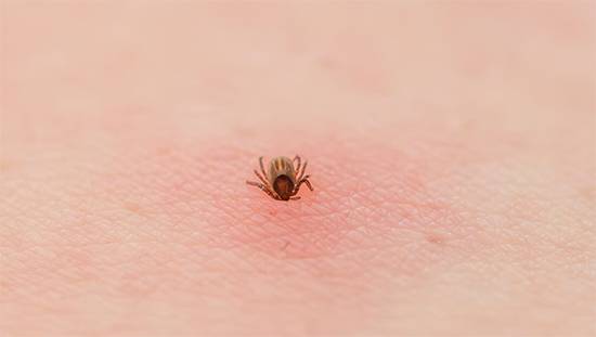 Safe and Smart: How to Properly Dispose of Ticks and Prevent Tick-Borne Diseases