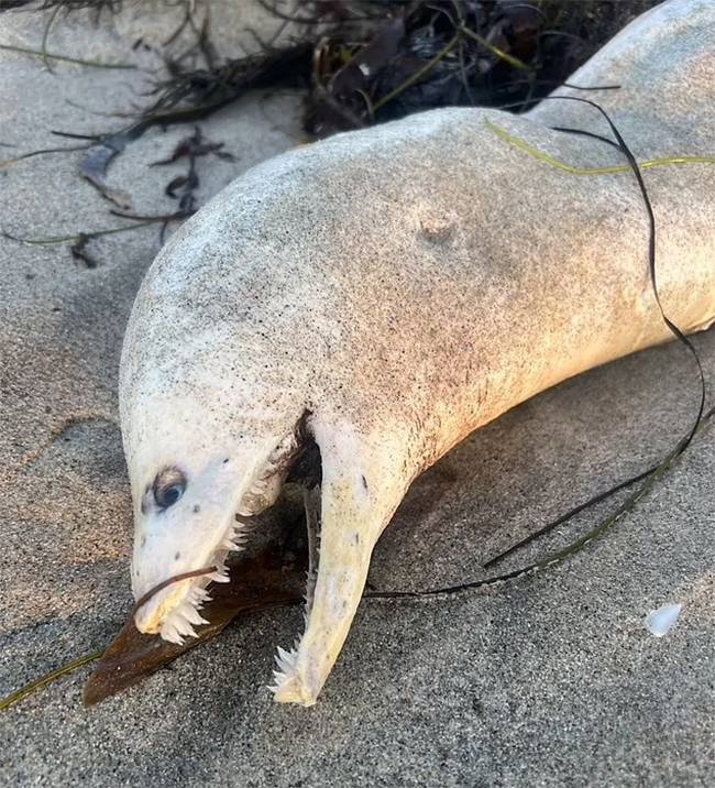 Mysterious Deep-Sea Creature Washes Ashore in Southern California, Startling Beachgoers