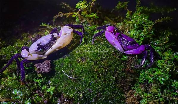 Rare Purple ‘Princess Crab’ Discovered in Thailand’s Kaeng Krachan National Park Amazes Scientists