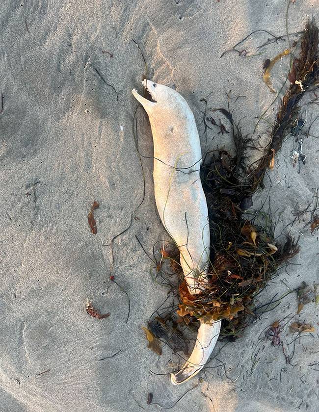 Mysterious Deep-Sea Creature Washes Ashore in Southern California, Startling Beachgoers