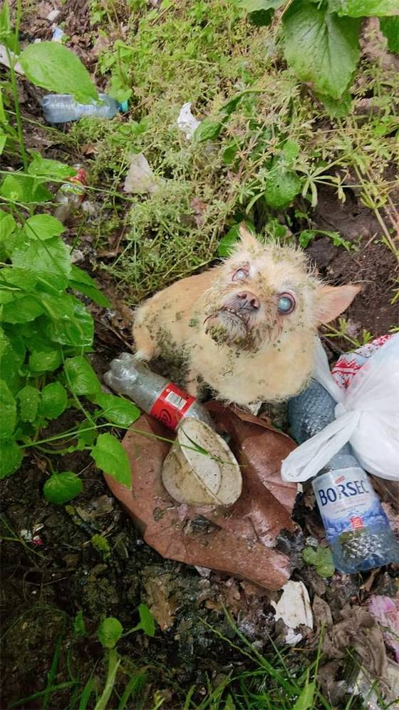 From Darkness to Light: The Miraculous Rescue of Agnes and Nellie
