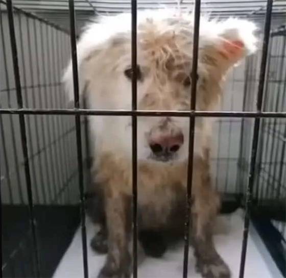 From Darkness to Light: The Miraculous Rescue of Agnes and Nellie