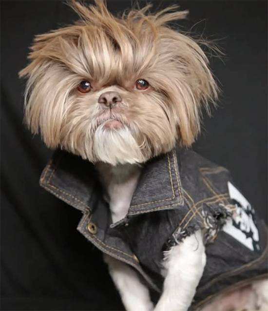 From Gray to Chocolate: Dog’s Miraculous Transformation After Beating Cancer