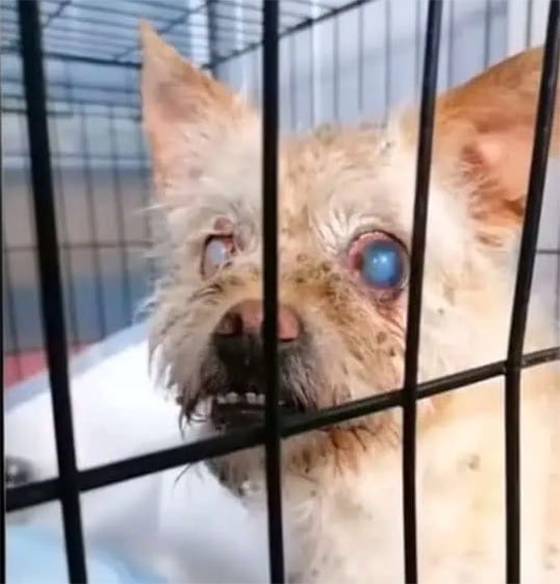 From Darkness to Light: The Miraculous Rescue of Agnes and Nellie