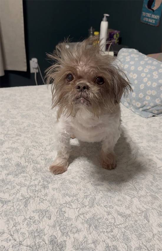 From Gray to Chocolate: Dog’s Miraculous Transformation After Beating Cancer