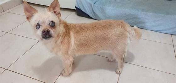 From Darkness to Light: The Miraculous Rescue of Agnes and Nellie