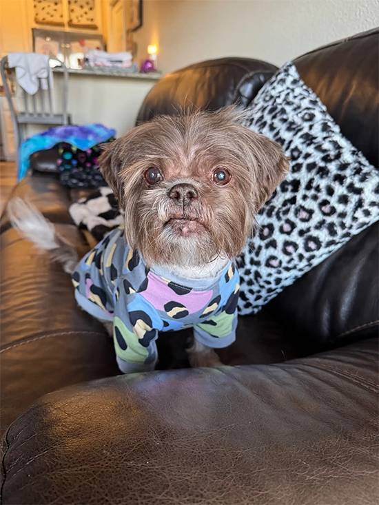 From Gray to Chocolate: Dog’s Miraculous Transformation After Beating Cancer
