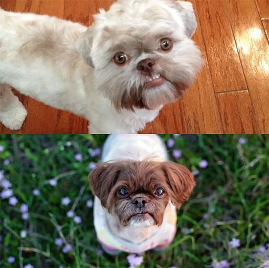 From Gray to Chocolate: Dog’s Miraculous Transformation After Beating Cancer
