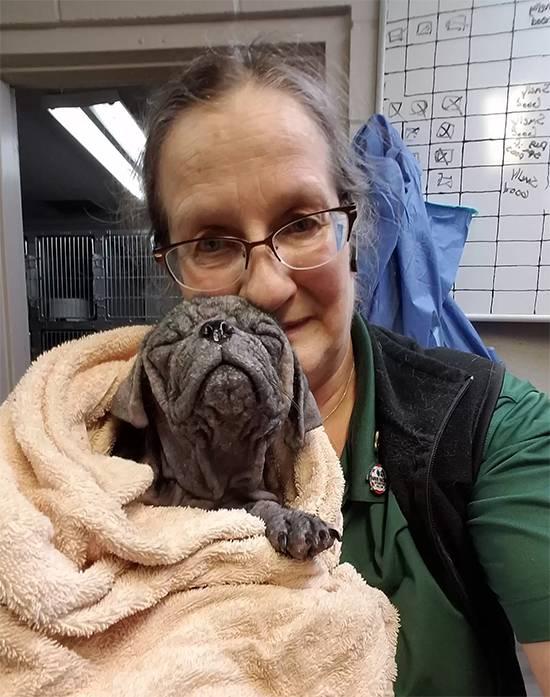 From Neglect to Love: Hairless Stray Pug’s Miraculous Transformation into a Happy, Healthy Dog