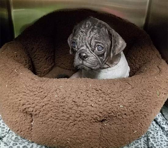 From Neglect to Love: Hairless Stray Pug’s Miraculous Transformation into a Happy, Healthy Dog