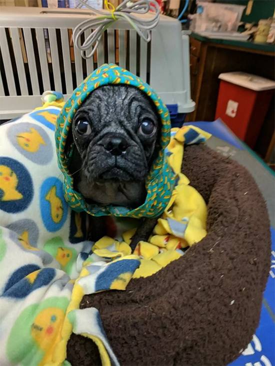 From Neglect to Love: Hairless Stray Pug’s Miraculous Transformation into a Happy, Healthy Dog