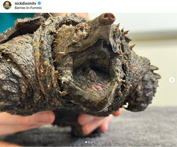 Woman Walking Dog Discovers “Dinosaur-Like” Creature in English Lake — The Truth Leaves Everyone Astonished