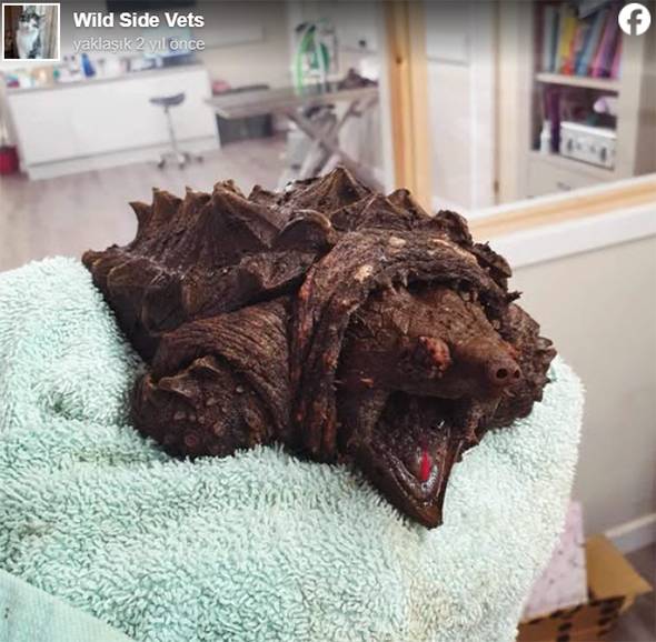 Woman Walking Dog Discovers “Dinosaur-Like” Creature in English Lake — The Truth Leaves Everyone Astonished