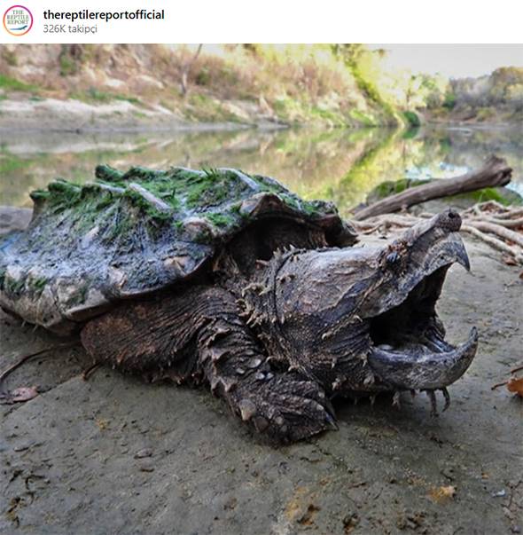 Woman Walking Dog Discovers “Dinosaur-Like” Creature in English Lake — The Truth Leaves Everyone Astonished