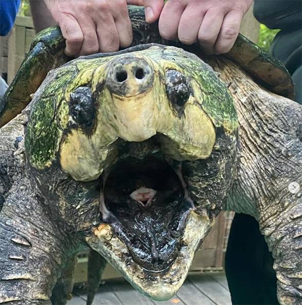 Woman Walking Dog Discovers “Dinosaur-Like” Creature in English Lake — The Truth Leaves Everyone Astonished