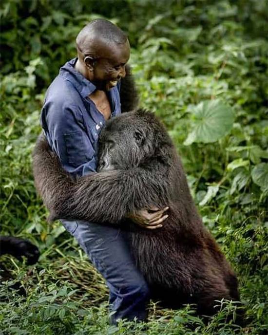 A Hug in the Rainforest: The Heartwarming Bond Between Humans and Gorillas