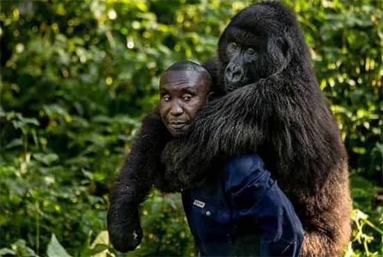 A Hug in the Rainforest: The Heartwarming Bond Between Humans and Gorillas