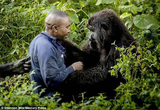 A Hug in the Rainforest: The Heartwarming Bond Between Humans and Gorillas