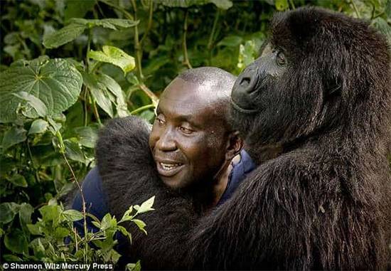 A Hug in the Rainforest: The Heartwarming Bond Between Humans and Gorillas