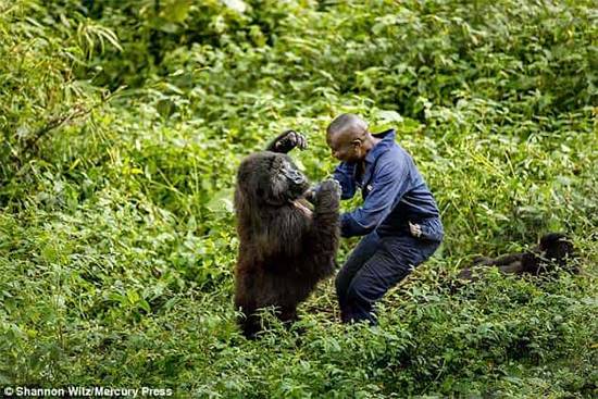 A Hug in the Rainforest: The Heartwarming Bond Between Humans and Gorillas