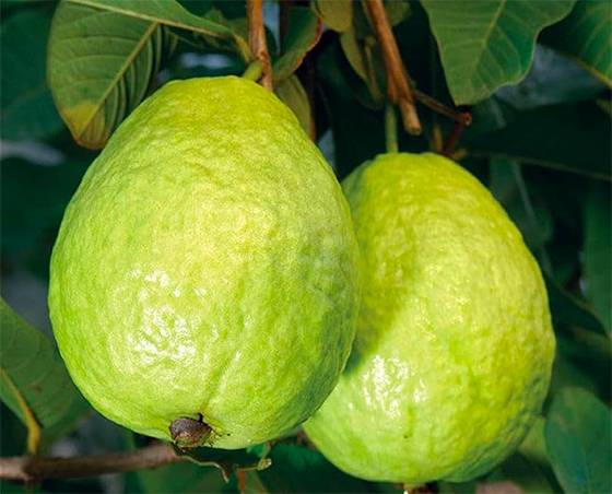 Guava: The Sweet Tropical Fruit That Naturally Supports Healthy Blood Sugar Levels