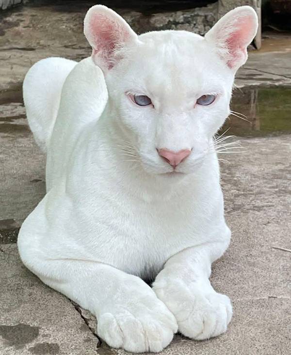 The White Ghost of Nicaragua: The Rare Albino Puma Captivating the World