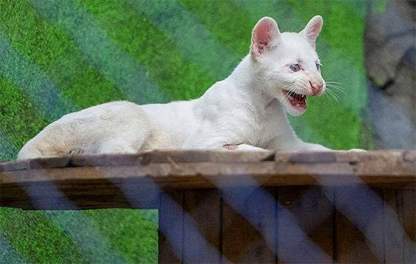 The White Ghost of Nicaragua: The Rare Albino Puma Captivating the World