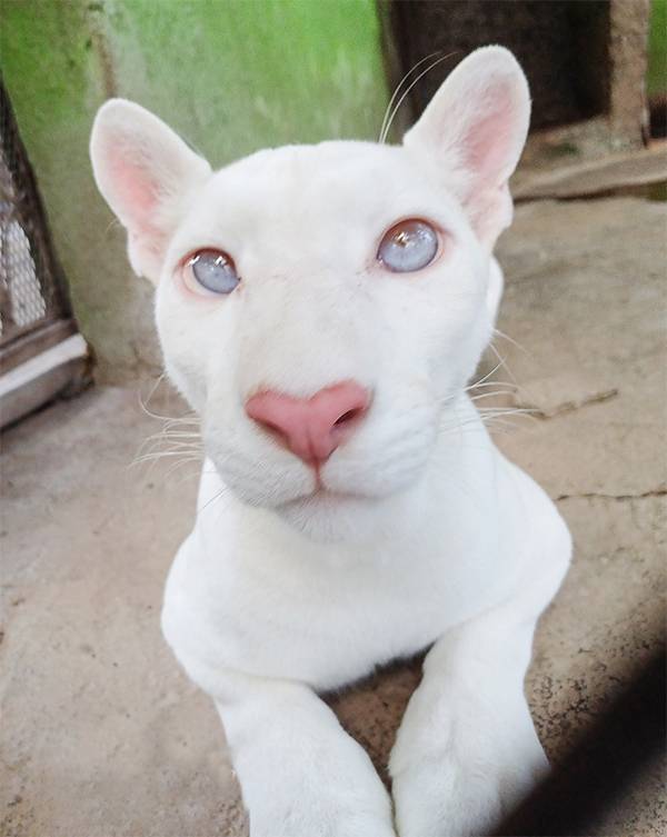 The White Ghost of Nicaragua: The Rare Albino Puma Captivating the World