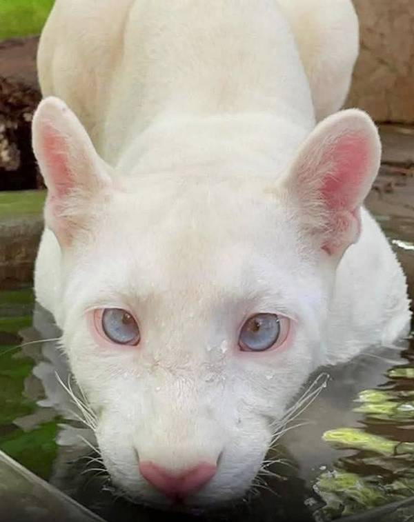 The White Ghost of Nicaragua: The Rare Albino Puma Captivating the World