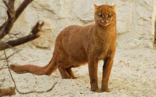 The Vanished Jaguarundi: The Mysterious Yapping Cat That Disappeared from America