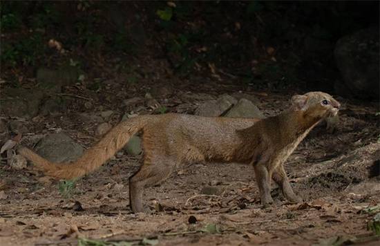 The Vanished Jaguarundi: The Mysterious Yapping Cat That Disappeared from America