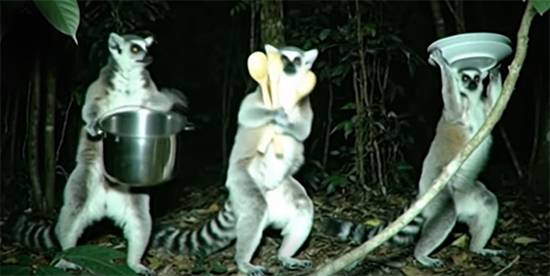 Lemurs Caught Red-Handed: The Madagascar Mystery of the Missing Kitchenware