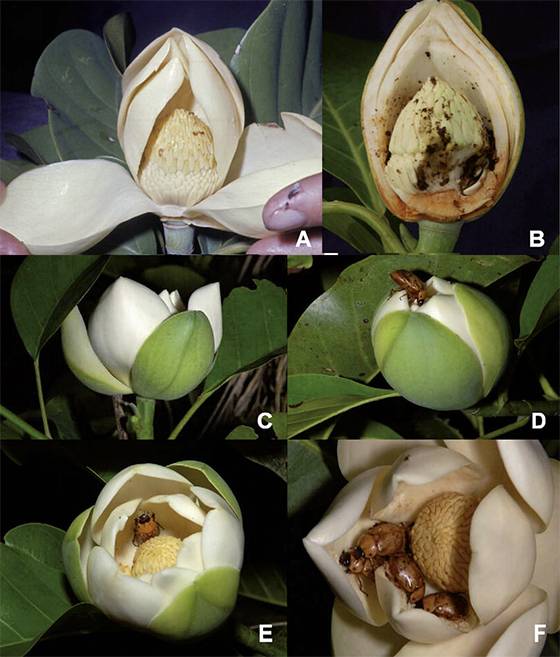 Revealing the Ancient Secret: How Magnolias Became Pollinated by Beetles