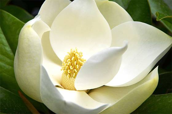 Revealing the Ancient Secret: How Magnolias Became Pollinated by Beetles