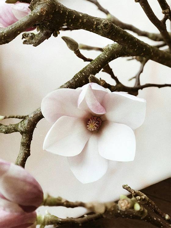 Revealing the Ancient Secret: How Magnolias Became Pollinated by Beetles