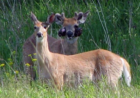 Mutant-Looking Deer With “Bubble Skin” Spotted Across U.S. — But Experts Say It’s Harmless